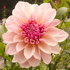 KA's® Penny Lane Tuber - LIIMIT 1 * PLEASE READ DESCRIPTION!