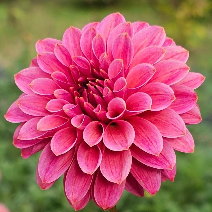 KA's® Rosie Jo Dahlia