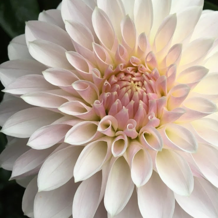 KA's® Snow Jo Dahlia - LIMIT 1 * PLEASE READ DISCRIPTION!