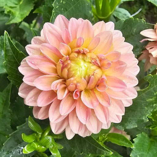 KA's® Boho Peach Dahlia - LIMIT 1 * PLEASE READ