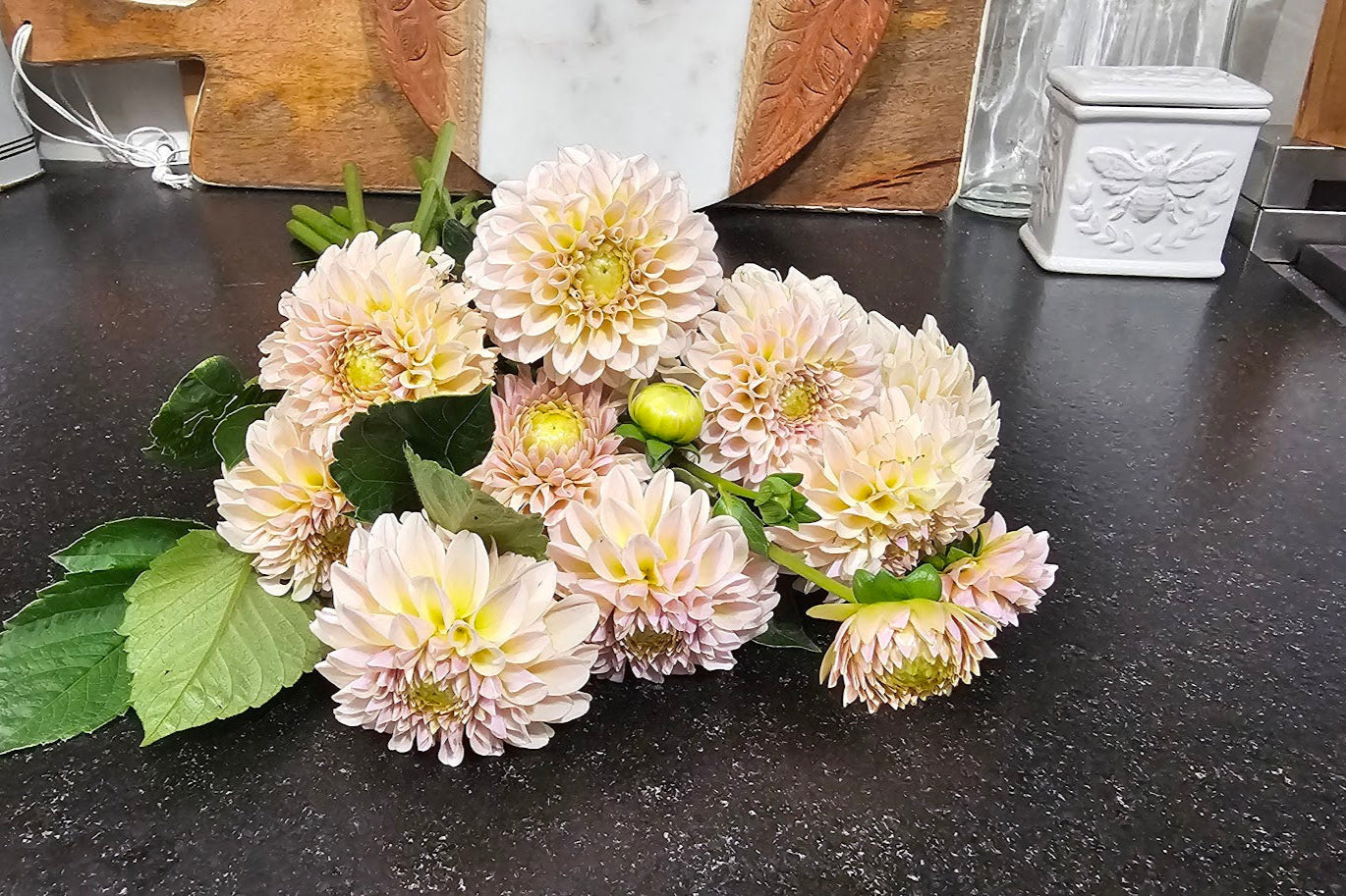 KA's® Cinder Rose Tuber - LIMIT 1 * PLEASE READ