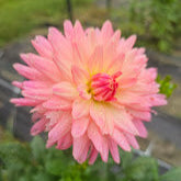Karma Bristol Dahlia