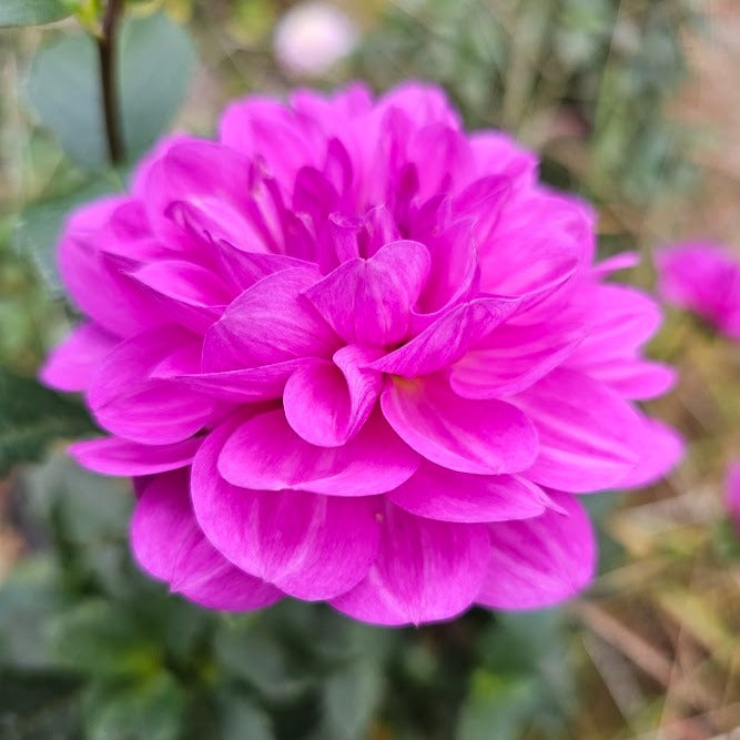Karma Lagoon Dahlia - LIMIT 1