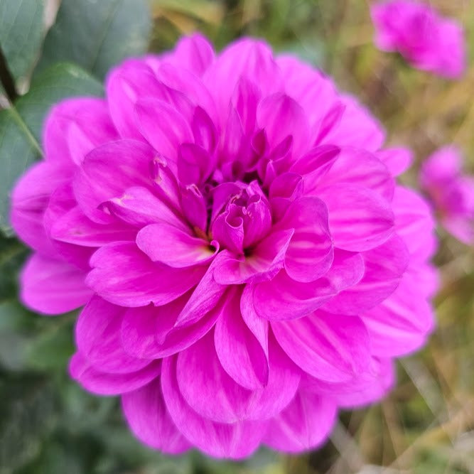 Karma Lagoon Dahlia - LIMIT 1