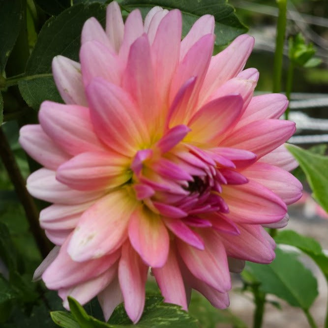 Kenora Jeannie Dahlia