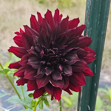 Knight Hawk Dahlia