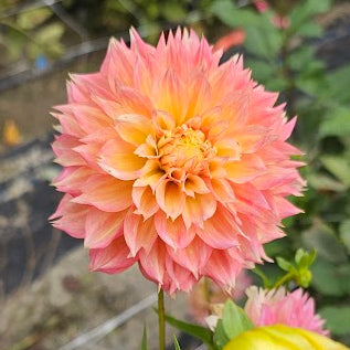 Kogane Fubuki Dahlia