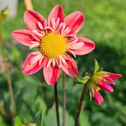 Lake Hills Phred Dahlia