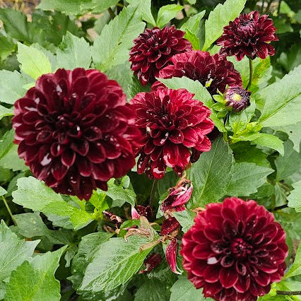 Lights Out Dahlia