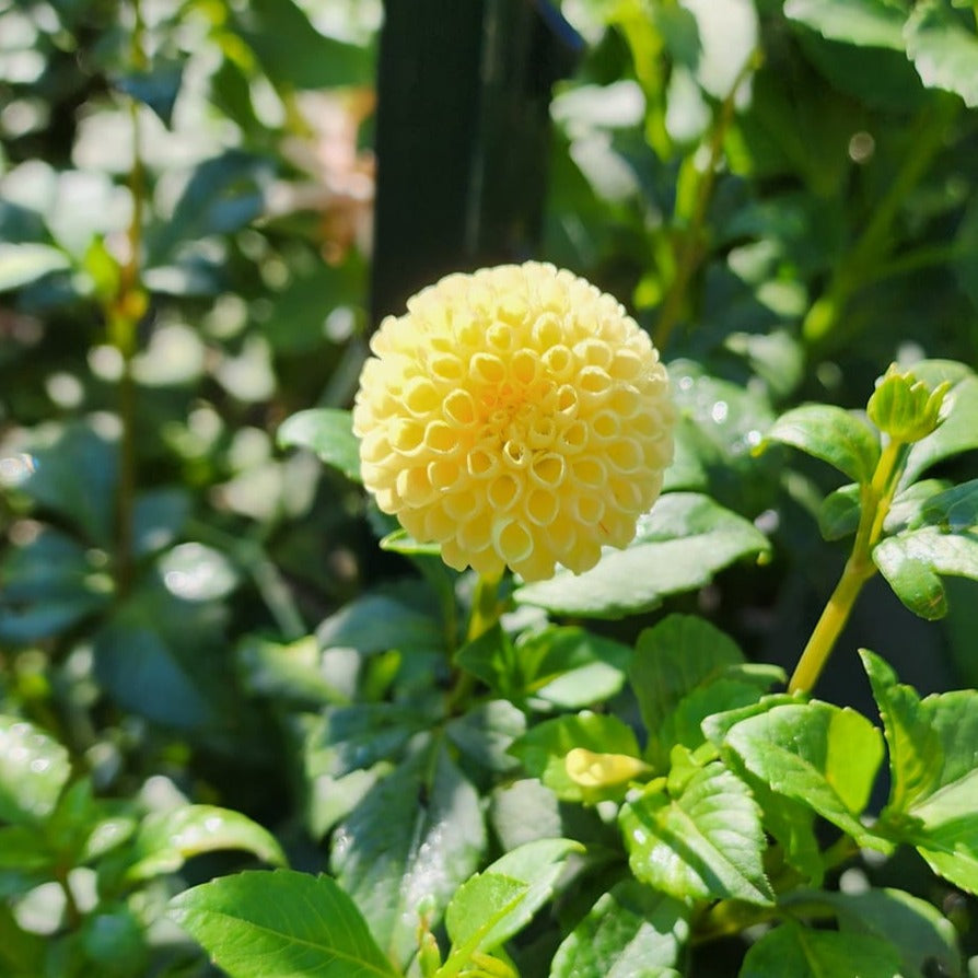 Little Scottie Dahlia