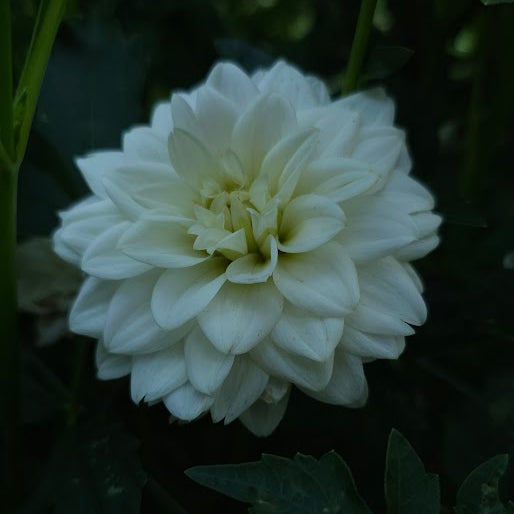Lutt Wichen Dahlia