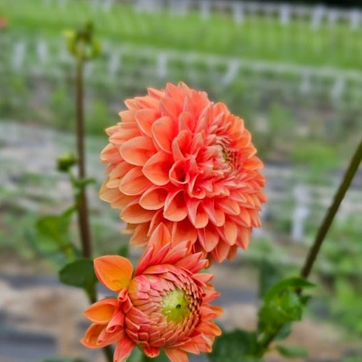 Maarn (Sylvia) Dahlia