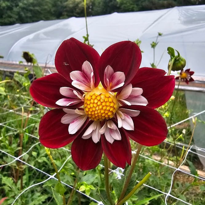 Mary Eveline Dahlia