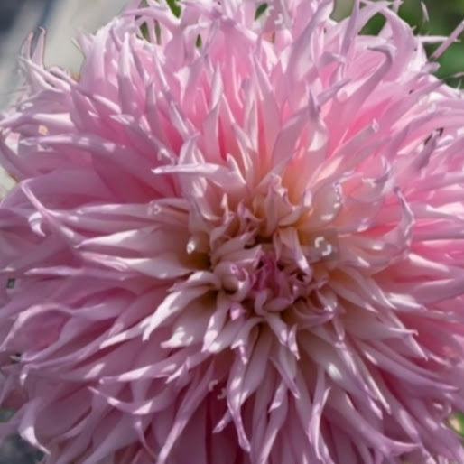 Mingus Leroy T Dahlia - LIMIT 1