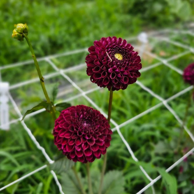 Natal Dahlia