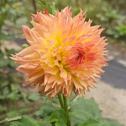 Normandy Orange Fluff Dahlia