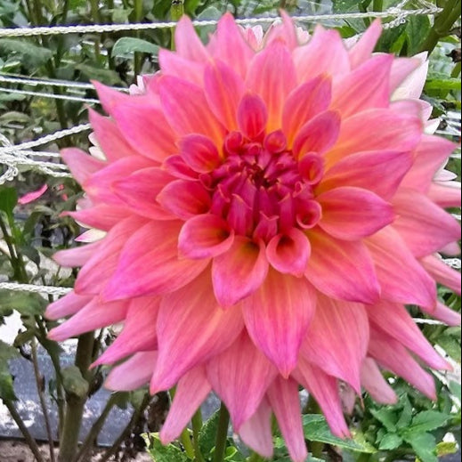 Normandy Sweet Lucy Dahlia