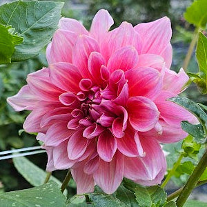 Otto's Thrill Dahlia