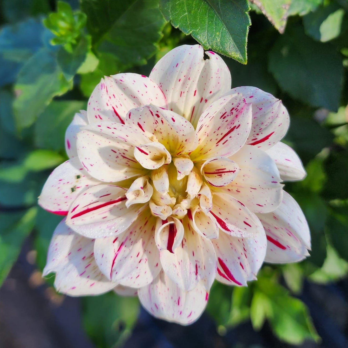 Picasso Dahlia