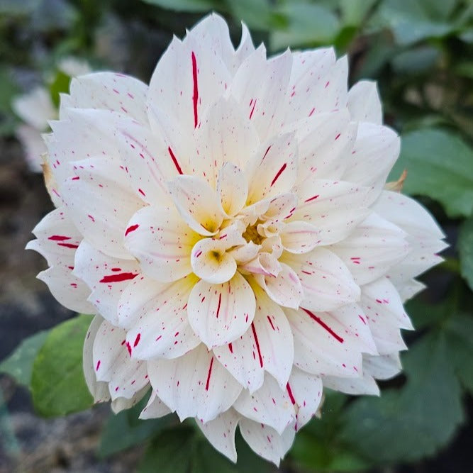 Picasso Dahlia