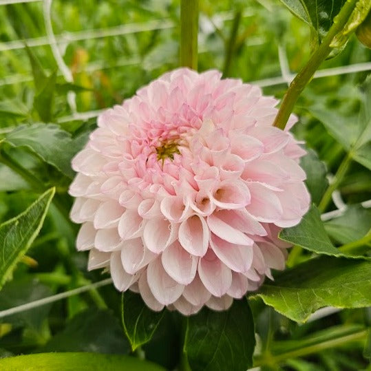 Pink Pearl Dahlia