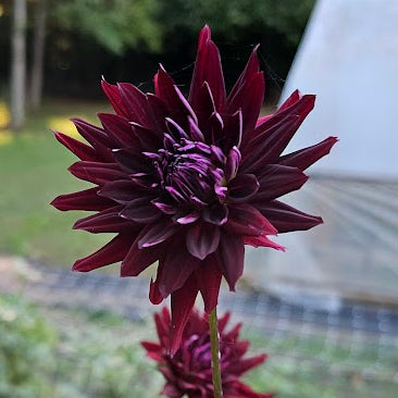 River's Coal Mine Dahlia