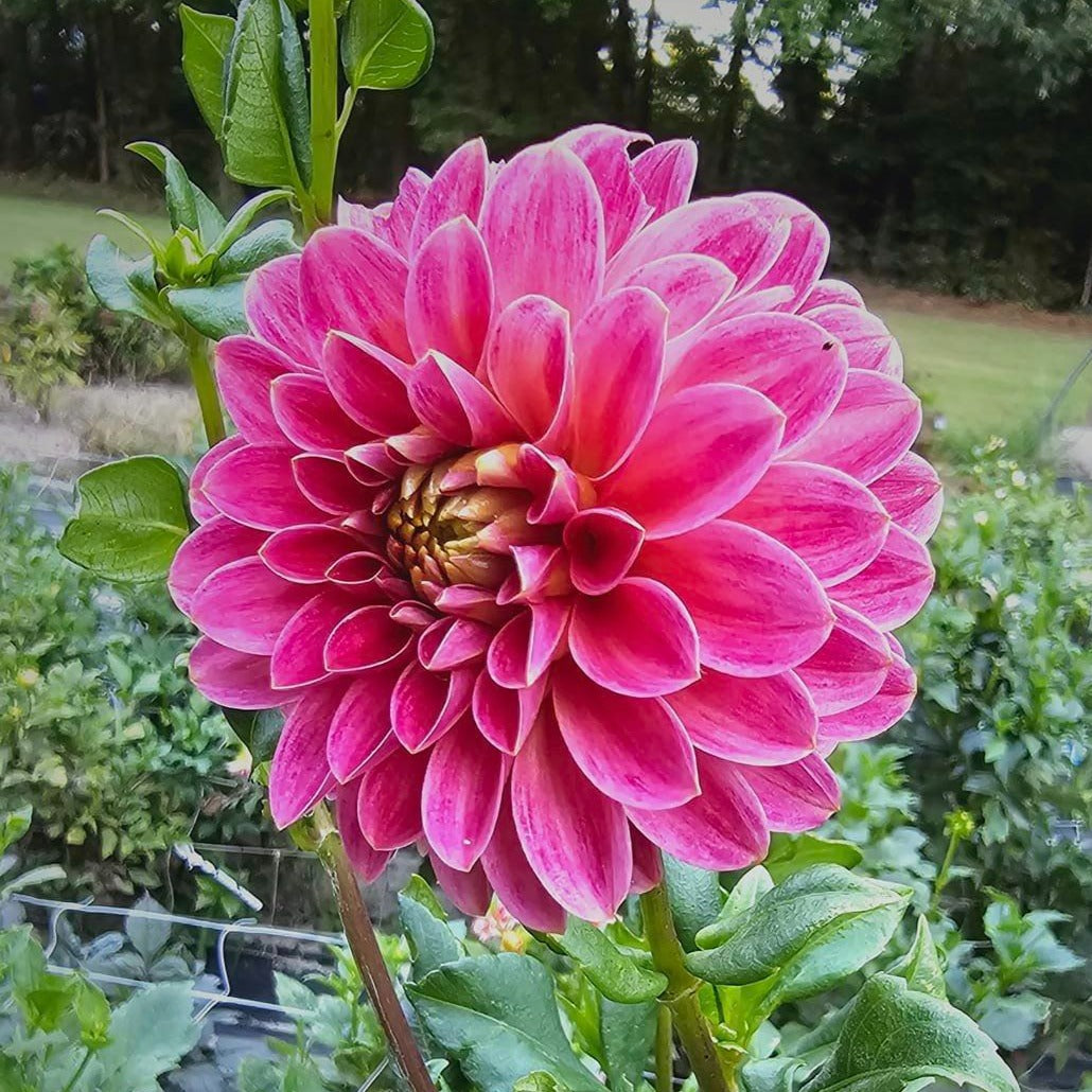 KA's® Rosie Jo Dahlia