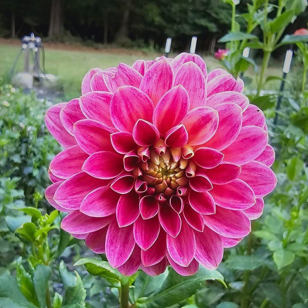 KA's® Rosie Jo Dahlia