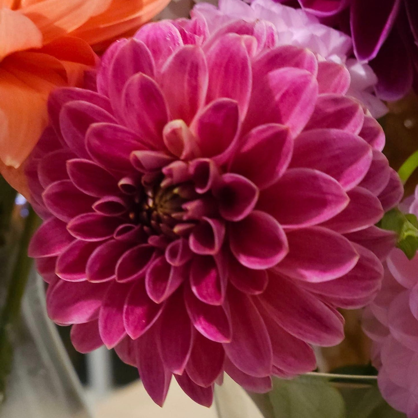 KA's® Rosie Jo Dahlia - LIMIT 1 * PLEASE READ DESCRIPTION