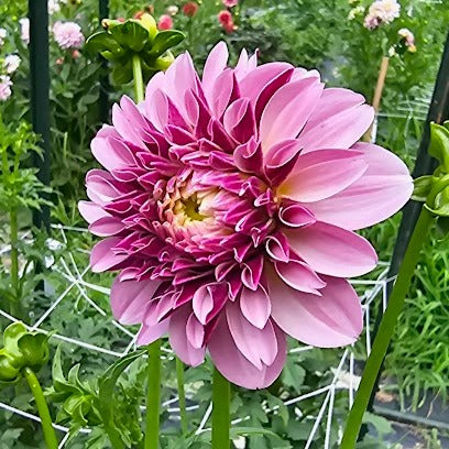 Salish Twilight Girl Dahlia