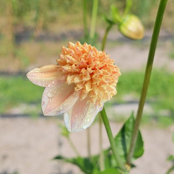 Sandia Brocade Dahia