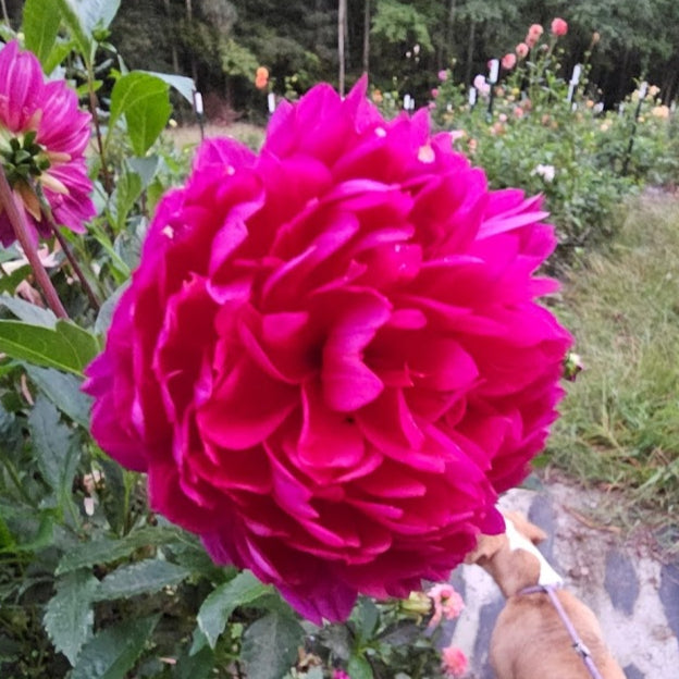 Sandia Nocturne Dahlia