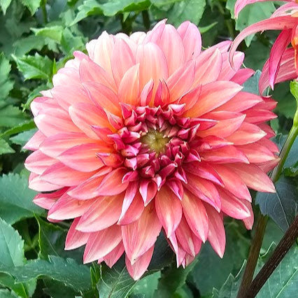 Sandia Ruthie Tuber