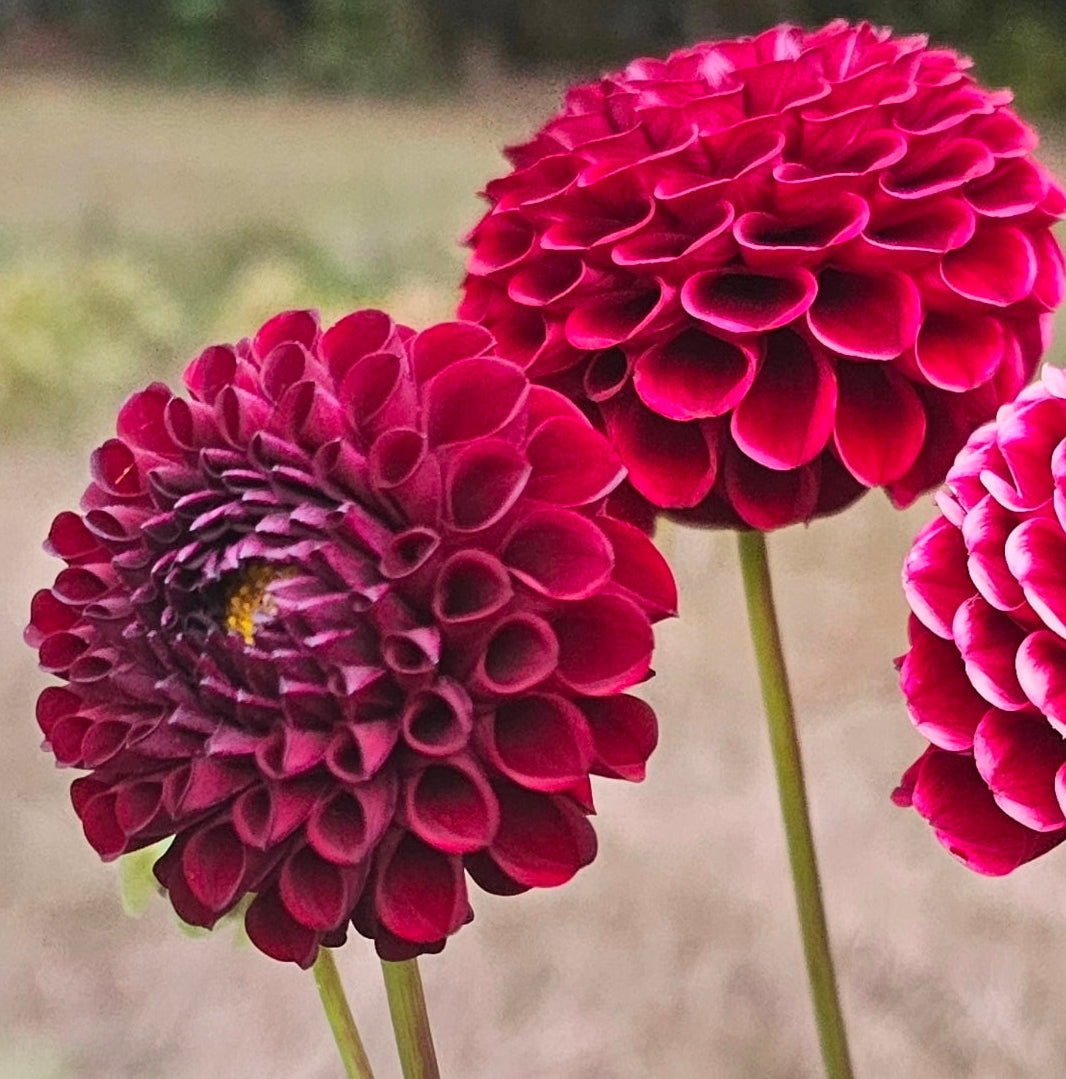 Hapet Granat Dahlia - LIMIT 1