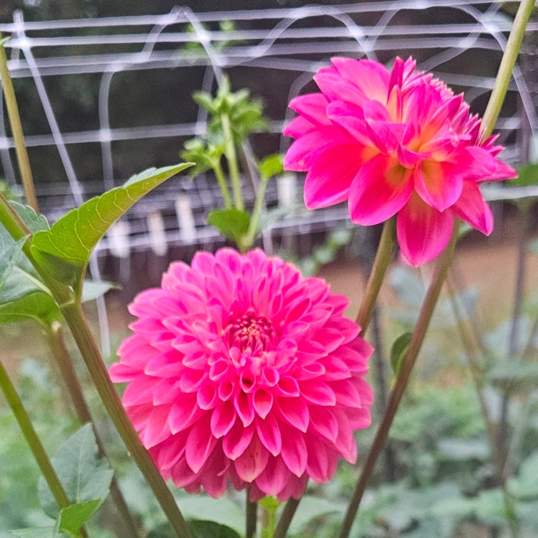 Camano Roo Dahlia