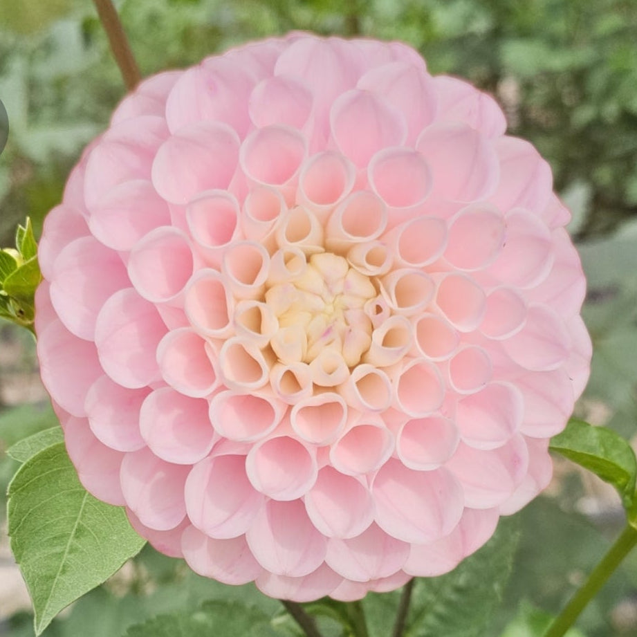 Irish Candy Dahlia