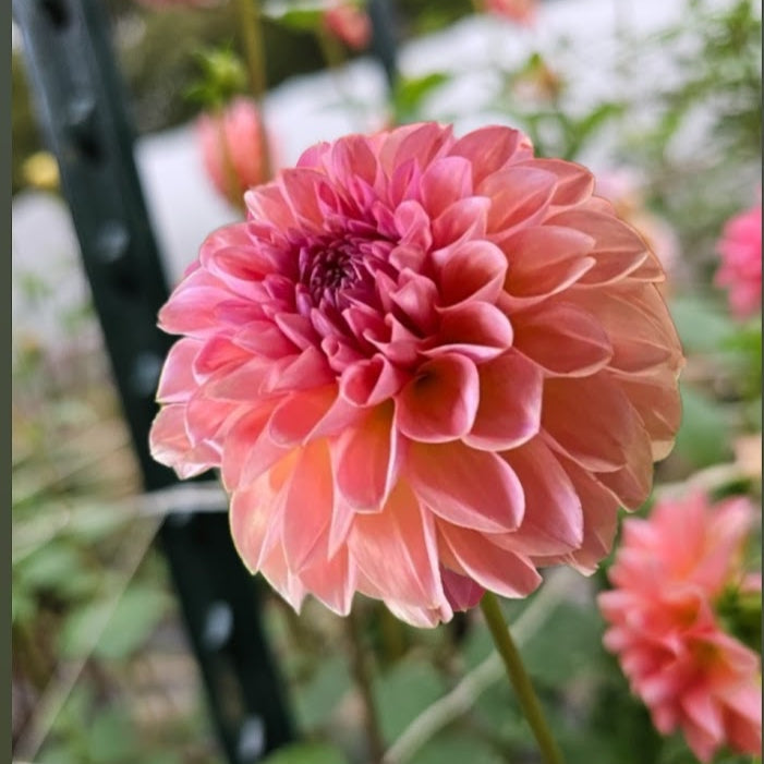 Sebastian Dahlia