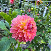Sebastian Dahlia