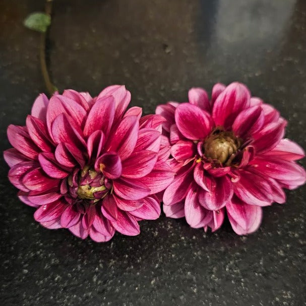 Senior's Hope Dahlia