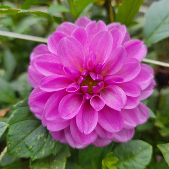 Serkan Dahlia