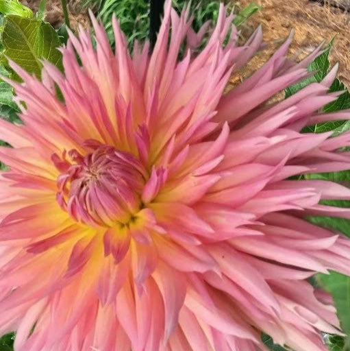 Shaggy Chic Dahlia - LIMIT 1