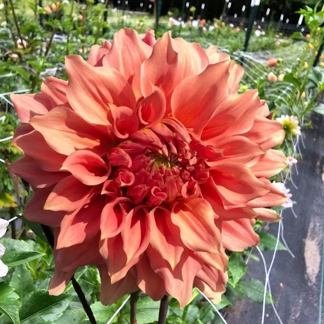 Sierra Glow Dahlia