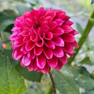 Spellbreaker Dahlia