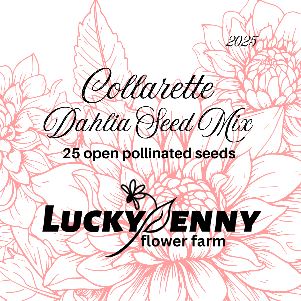collarette dahlia seeds Collarette Dahlia Seed Mix – Lucky Penny Flower Farm