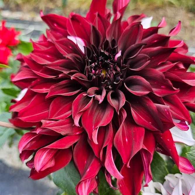 Tartan Dahlia