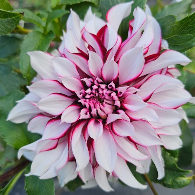 Tartan Dahlia
