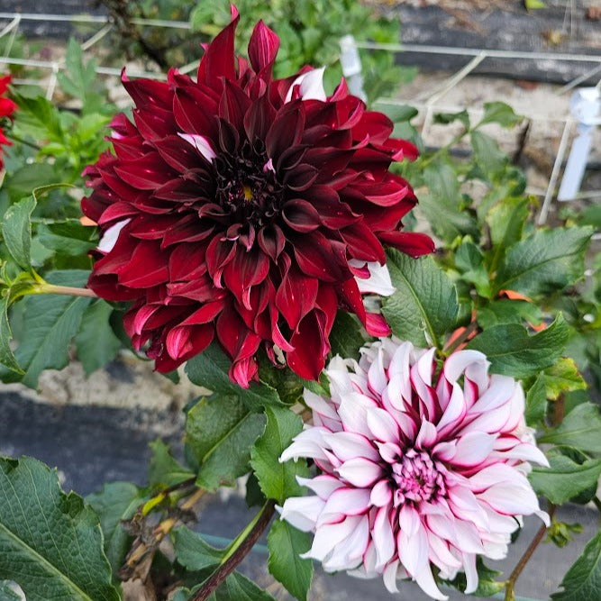 Tartan Dahlia