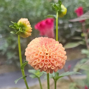 Tiny Dahlia