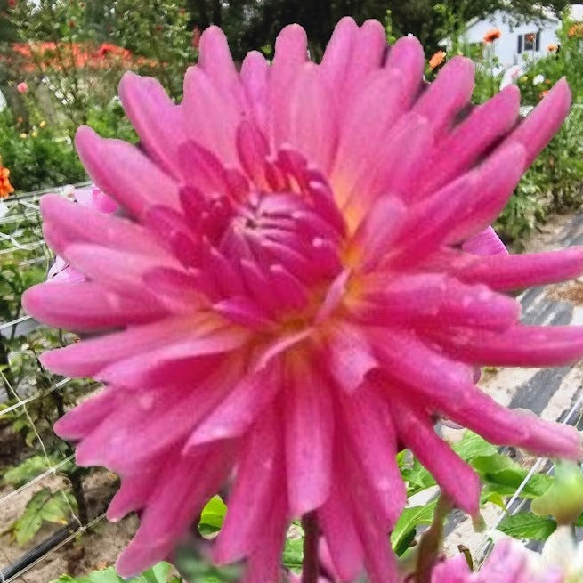 Tutti Frutti Dahlia