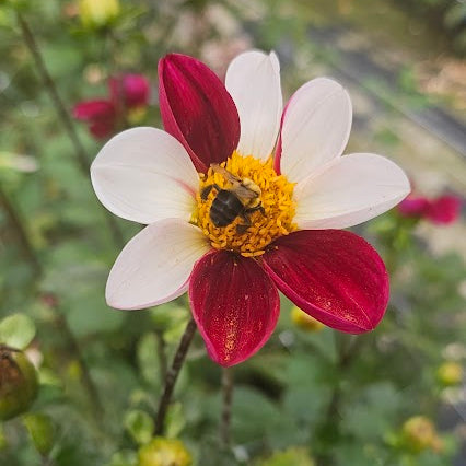 Twyning's Smartie Dahlia